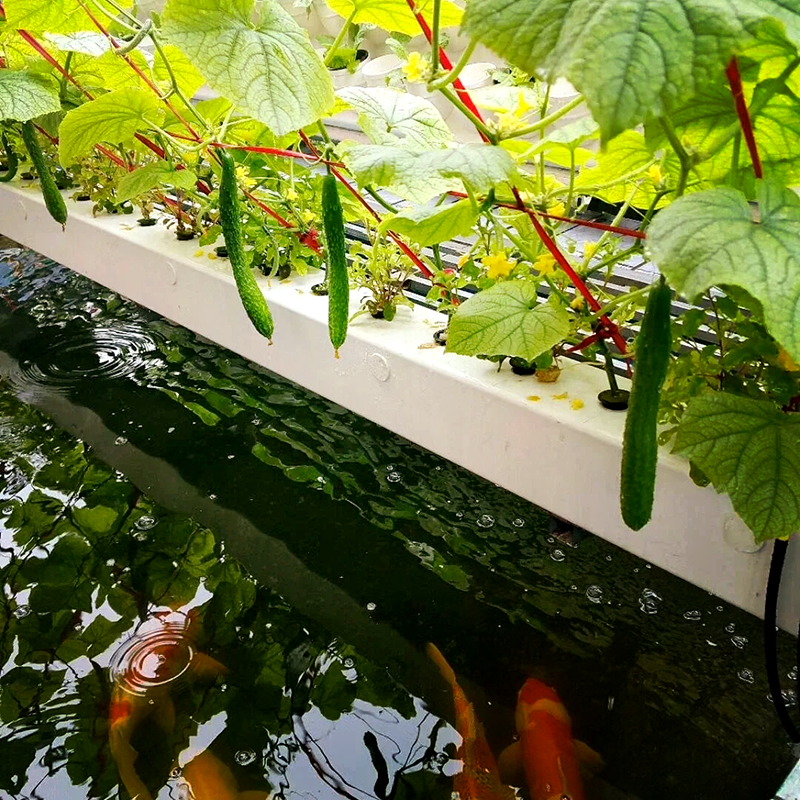 万宁市水培鱼菜共生 - 推荐